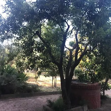 Tra Gli Ulivi
