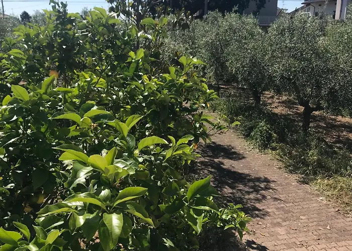 Tra Gli Ulivi Apartamento